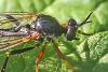 Dioctria rufipes